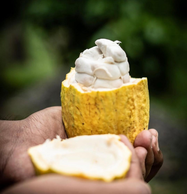 Cacao beans fermenting in traditional wooden box