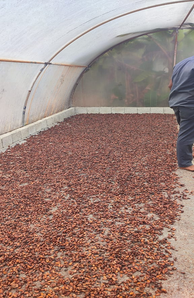 Cacao beans sun drying under a polythene tunnel in Anamalai