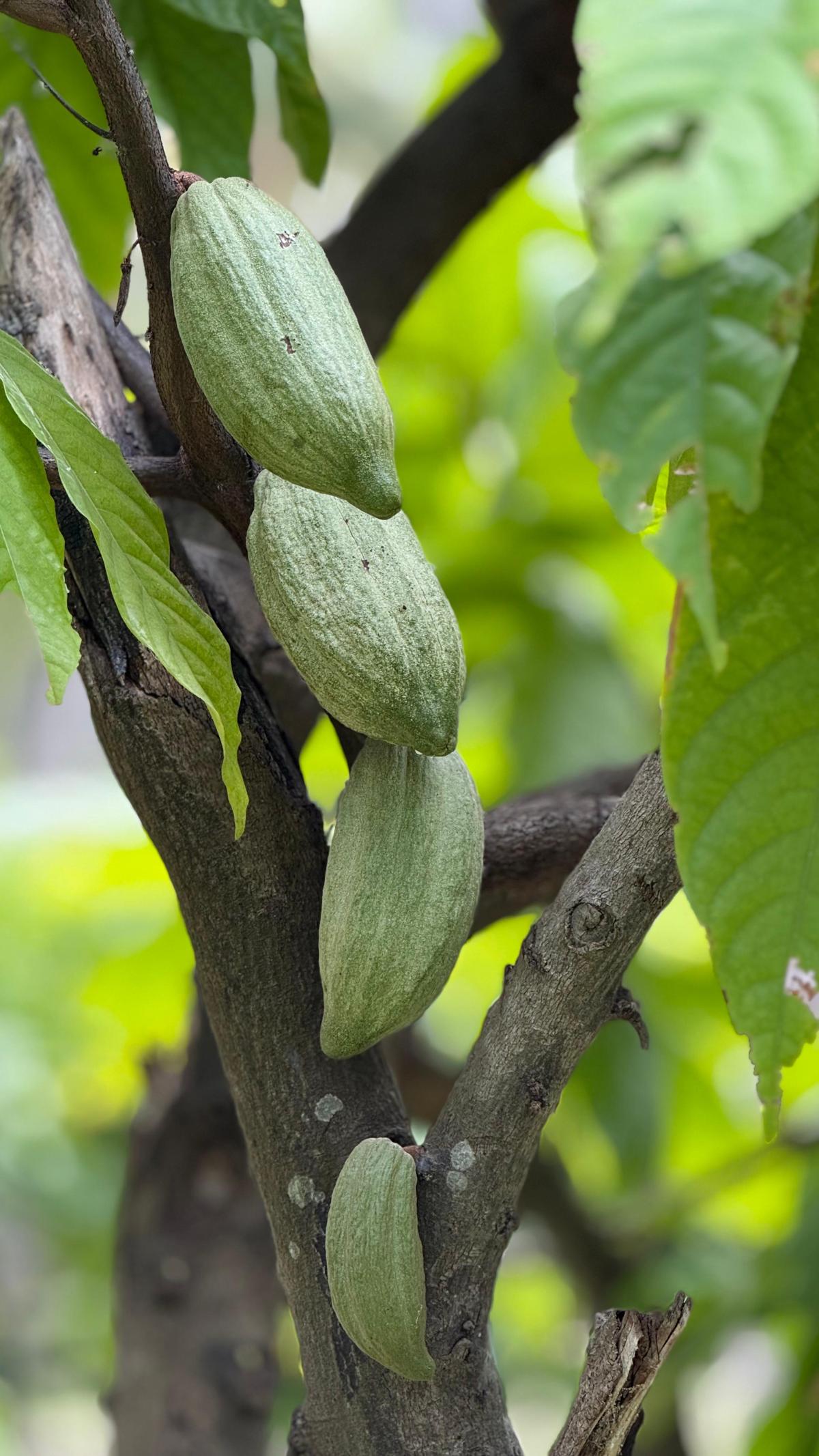 Cacao pods growing on trees in the Anamalai plantation