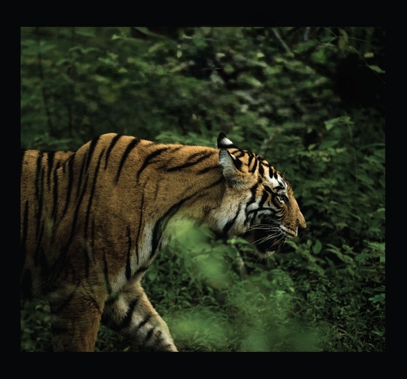 Tiger in the Anamalai Tiger Reserve, near Anamalai